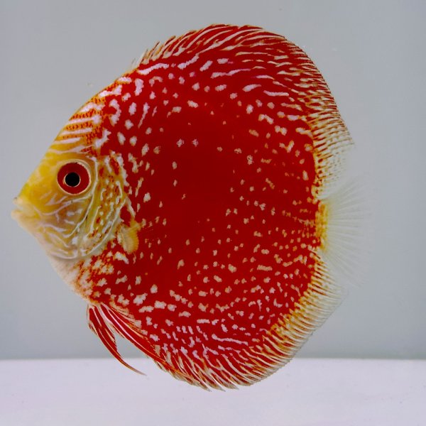 Red Pearl Diskus 8 cm